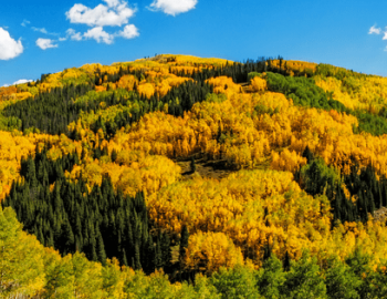 fall trees and leaves changing on mountainside