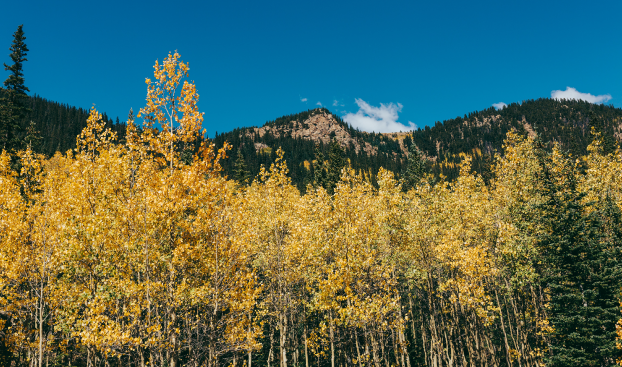 Coloradoaspens