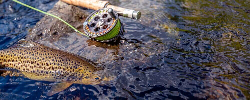 Fly Fishing Steamboat Springs