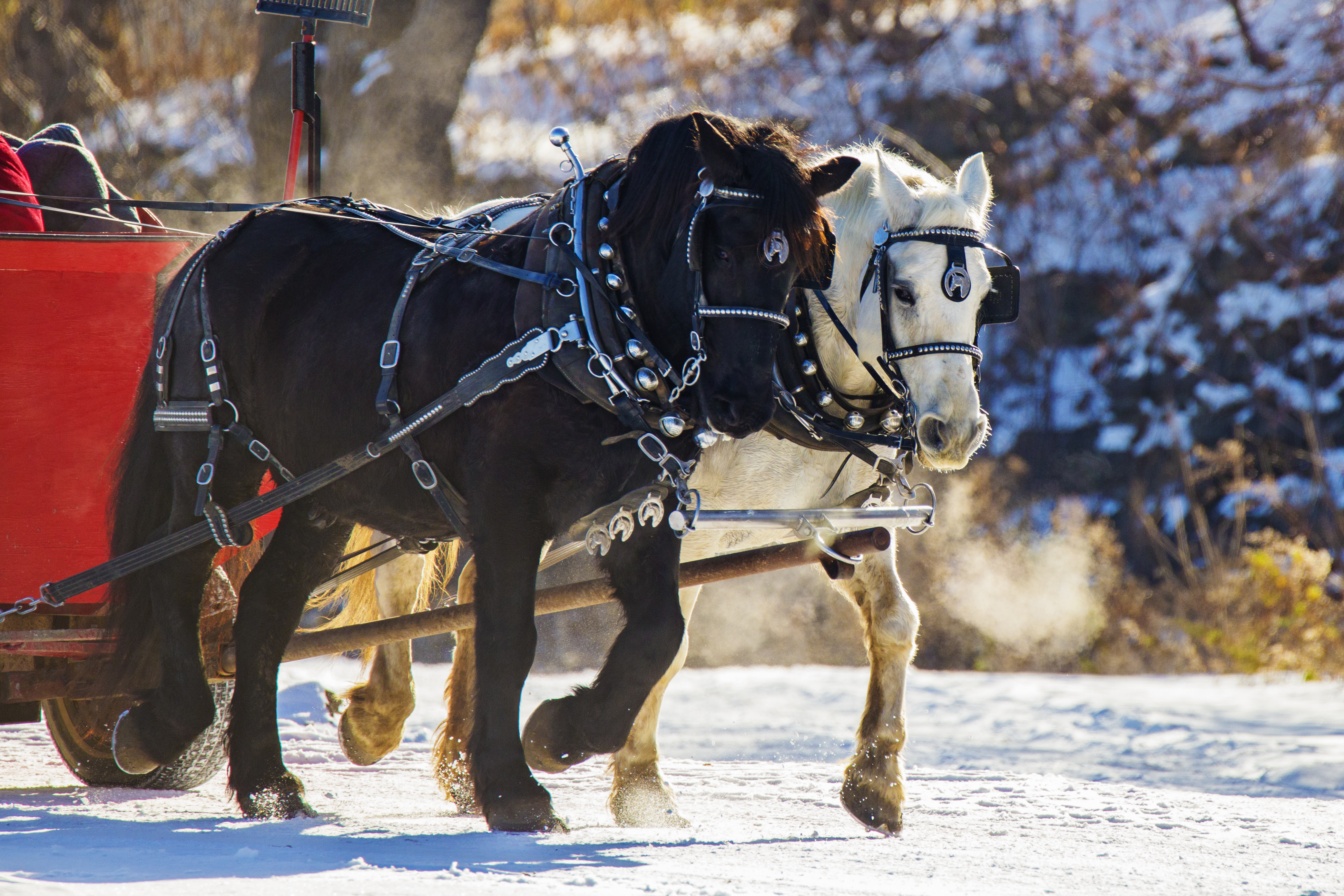 sleigh ride