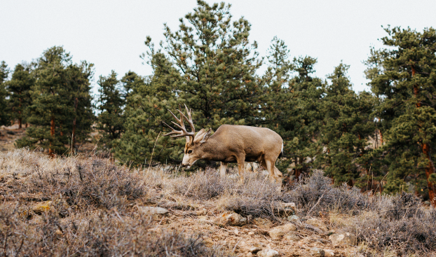 coloradowildlife